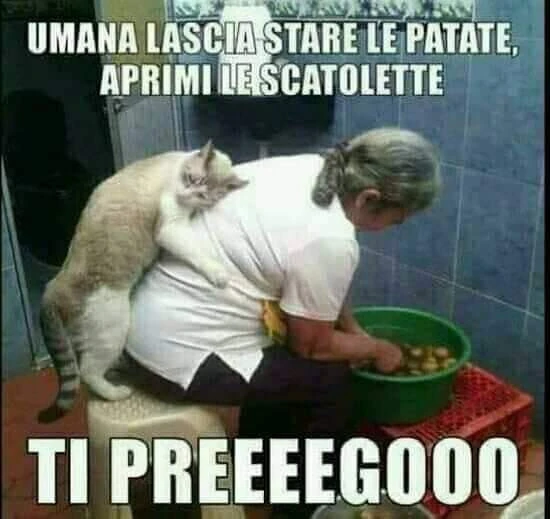 Vaccata