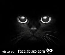 Gattino nero
