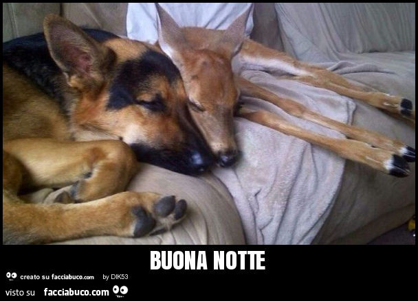 Buona notte