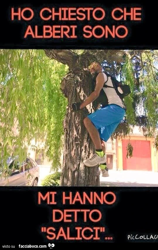 Salicie piangente