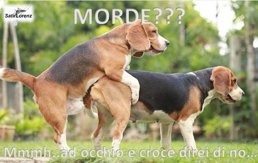 Cani in calore