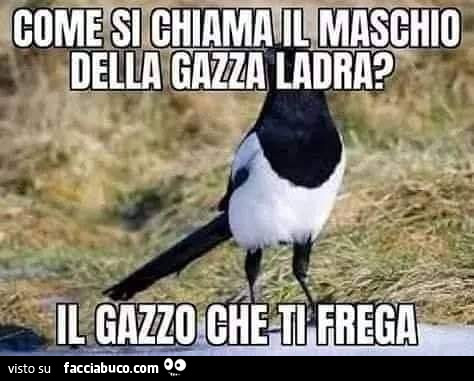 Come si chiama il maschio della gazza ladra? Il gazzo che ti frega