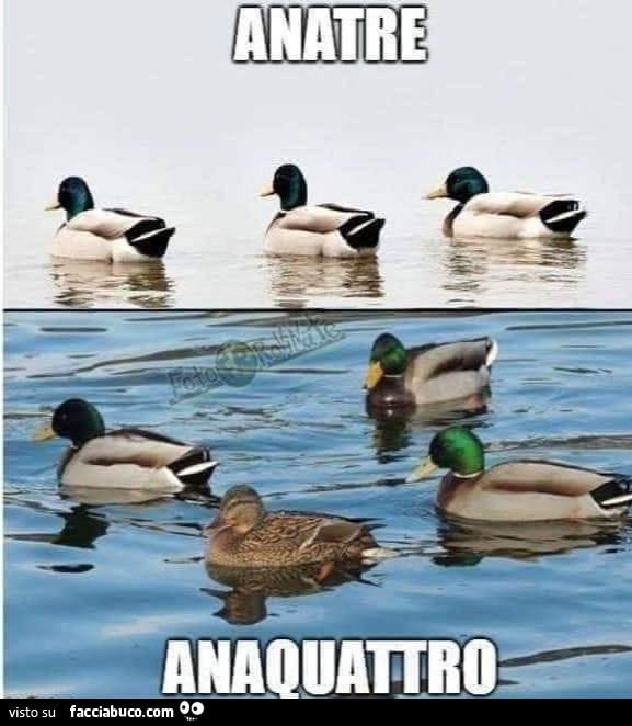 Anatre. Anaquattro