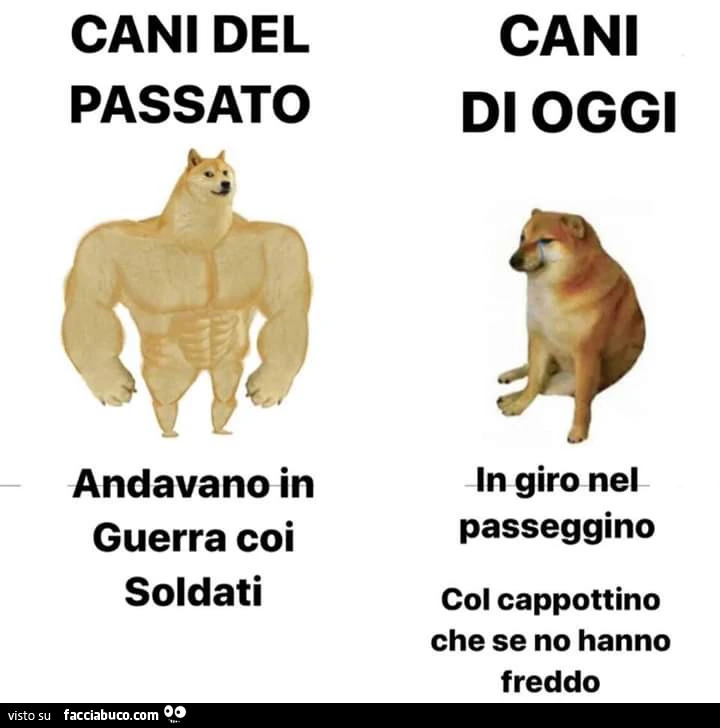 Cani del passato. Andavano in guerra coi soldati. Cani di oggi in giro nel passeggino col cappottino che se no hanno freddo