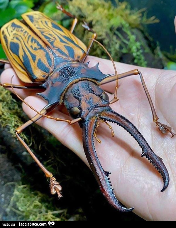 Vaccata