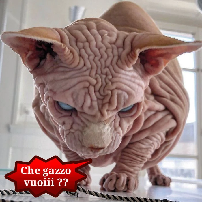Vaccata