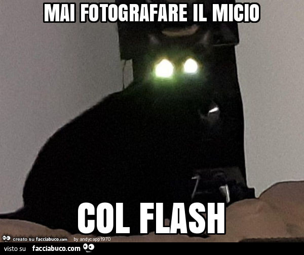 Mai fotografare il micio col flash