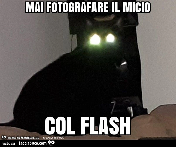 Mai fotografare il micio col flash