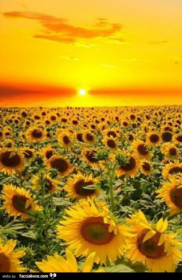 Campo di girasoli