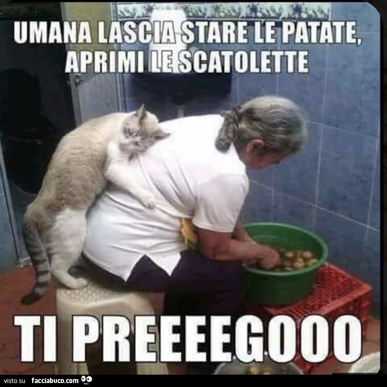 Vaccata