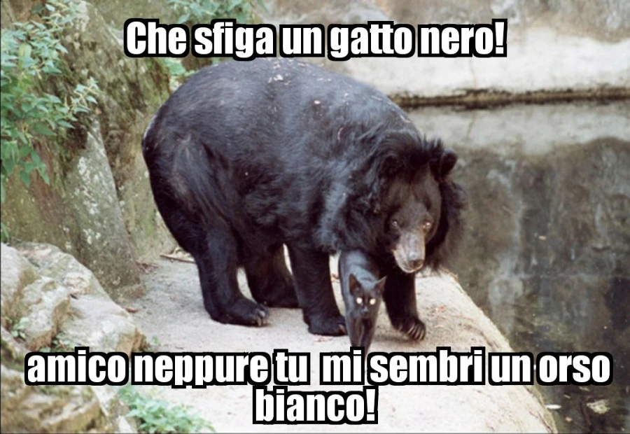 Gatto nero