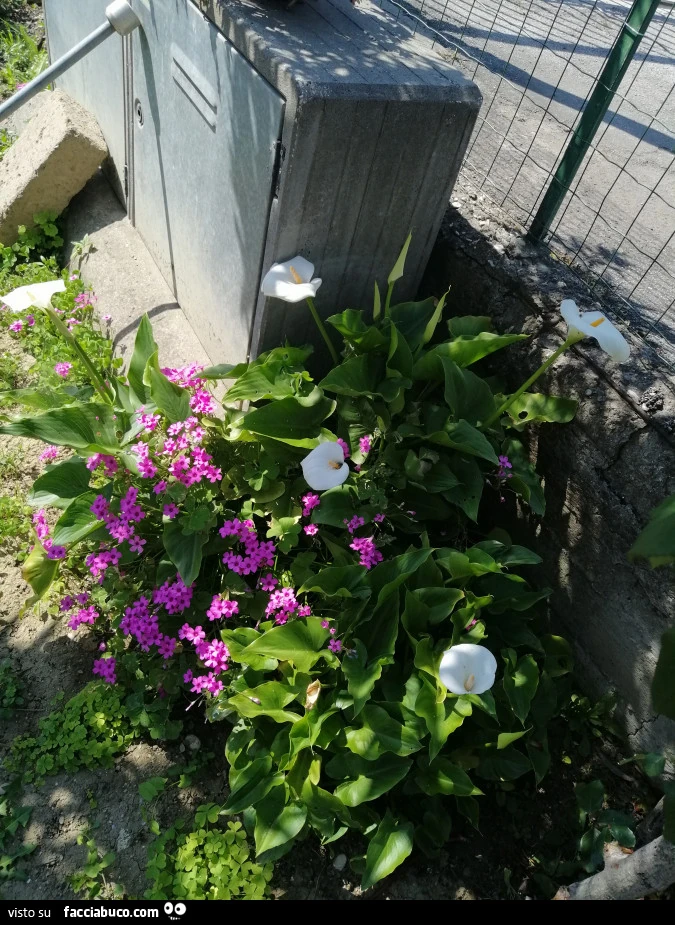 Vaccata