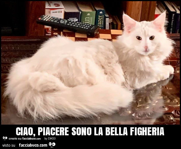 Ciao, piacere sono la bella figheria