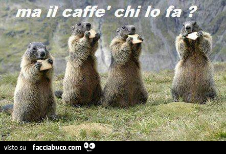 1umet3zxjy-siam-marmotte-noi-viviam-nell