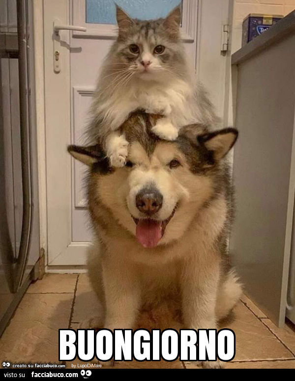 Buongiorno