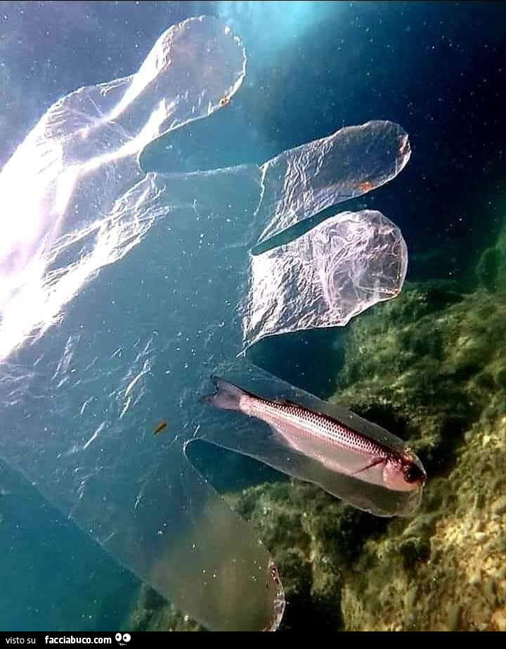 Pesce
