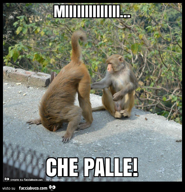 Miiiiiiiiiiiiii… che palle