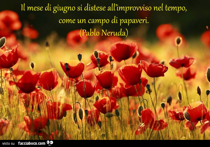 Il mese di giugno si distese all'improvviso nel tempo, come un campo di papaveri. Pablo Neruda