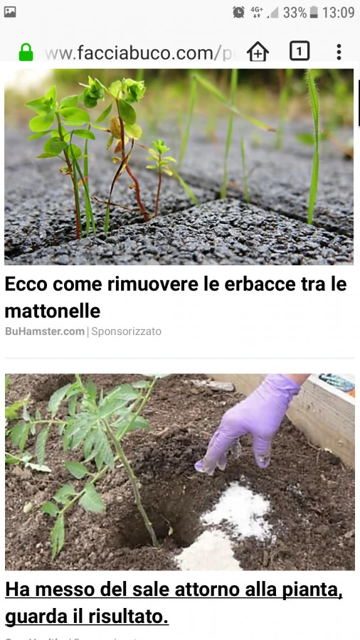 Vaccata