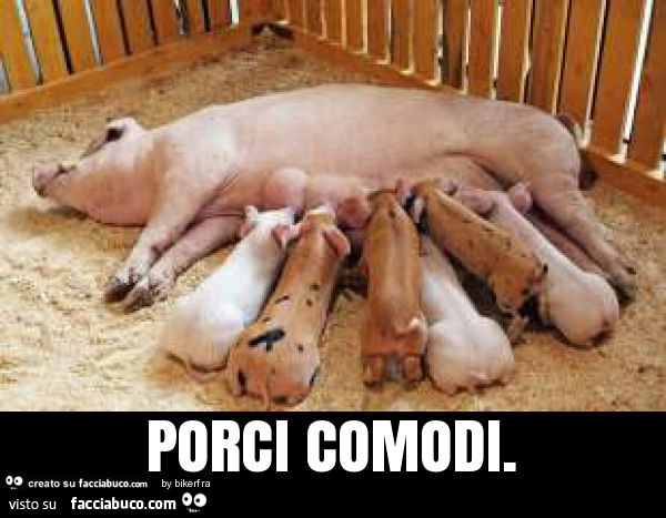 Porci comodi