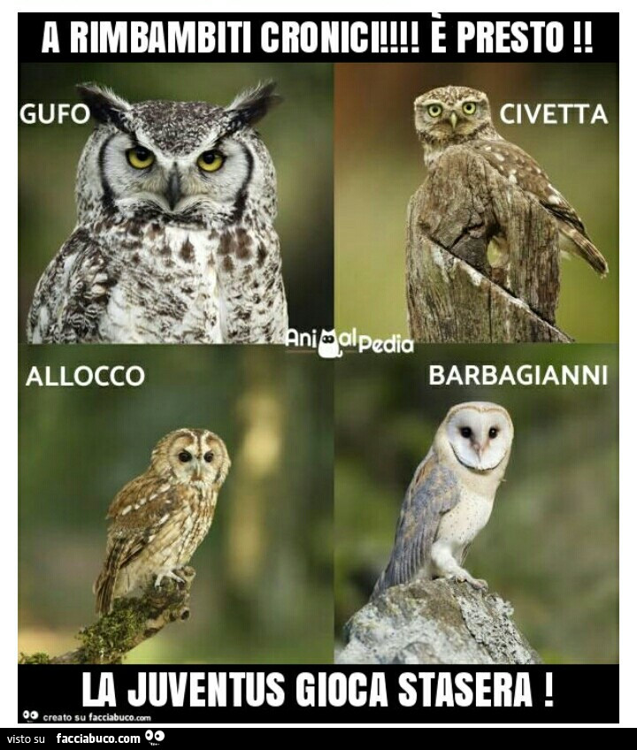 CIVETTA JUVE