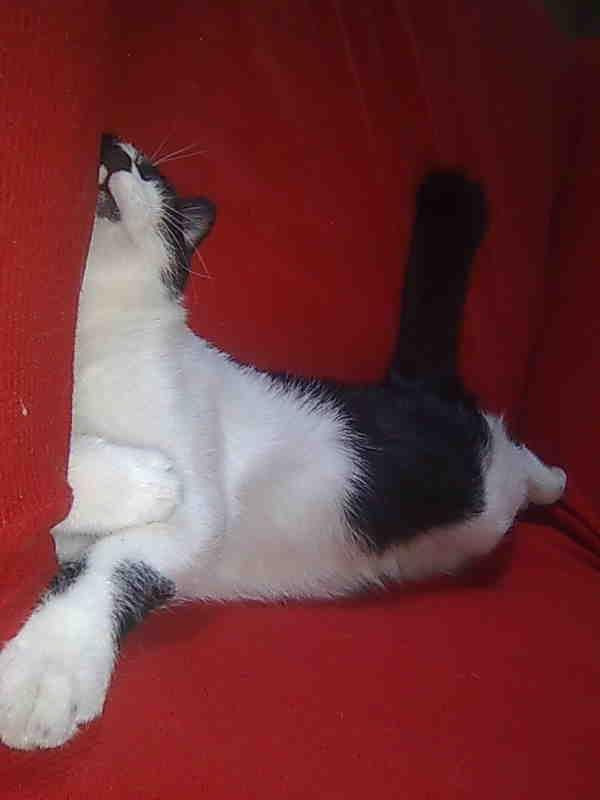 Vaccata