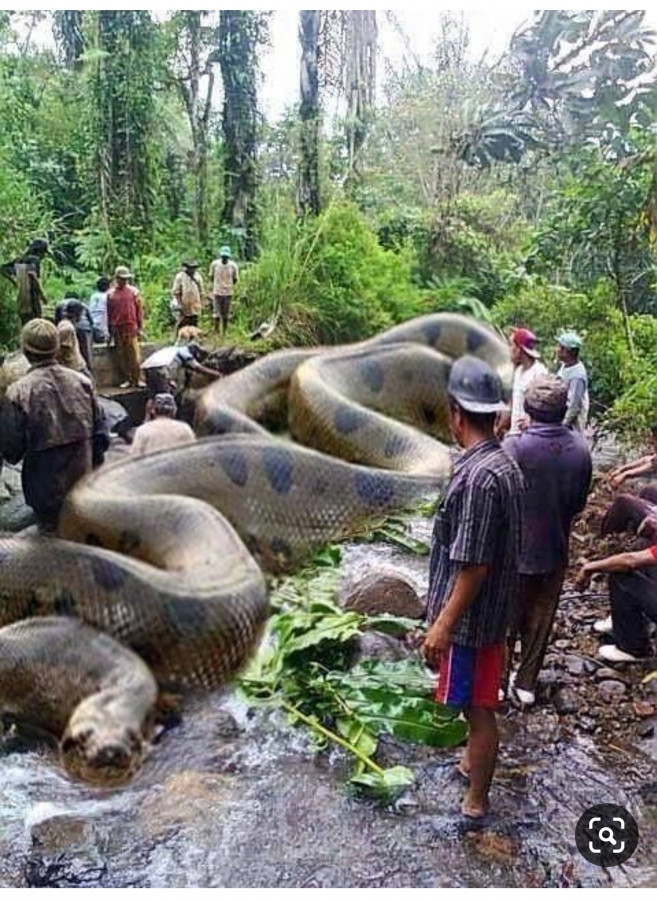 Serpenti giganti