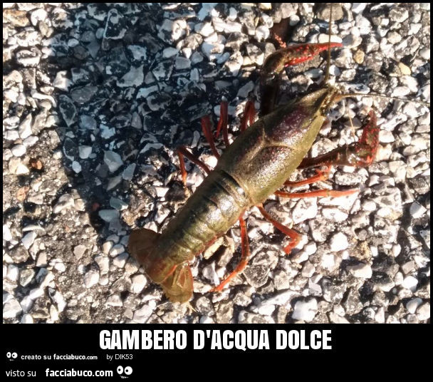 Gambero d'acqua dolce