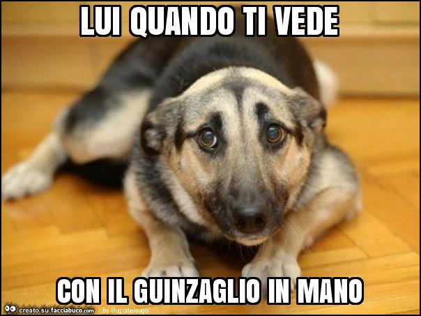 Lui quando ti vede con il guinzaglio in mano