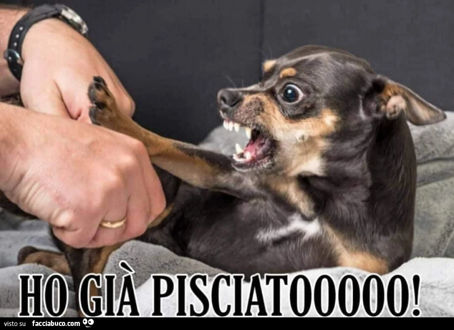 Cane arrabbiato: ho già pisciato
