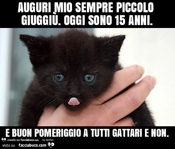 Auguri mio sempre piccolo giuggiù. Oggi sono 15 anni. E buon pomeriggio a tutti gattari e non