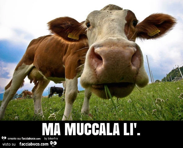 Vaccata