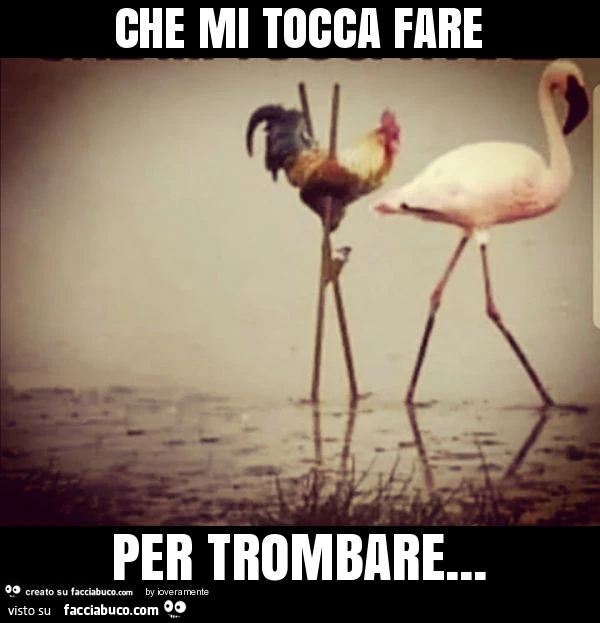 Che mi tocca fare per trombare