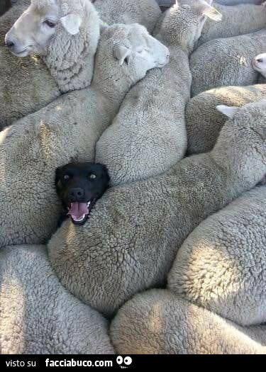 Cane vs pecore