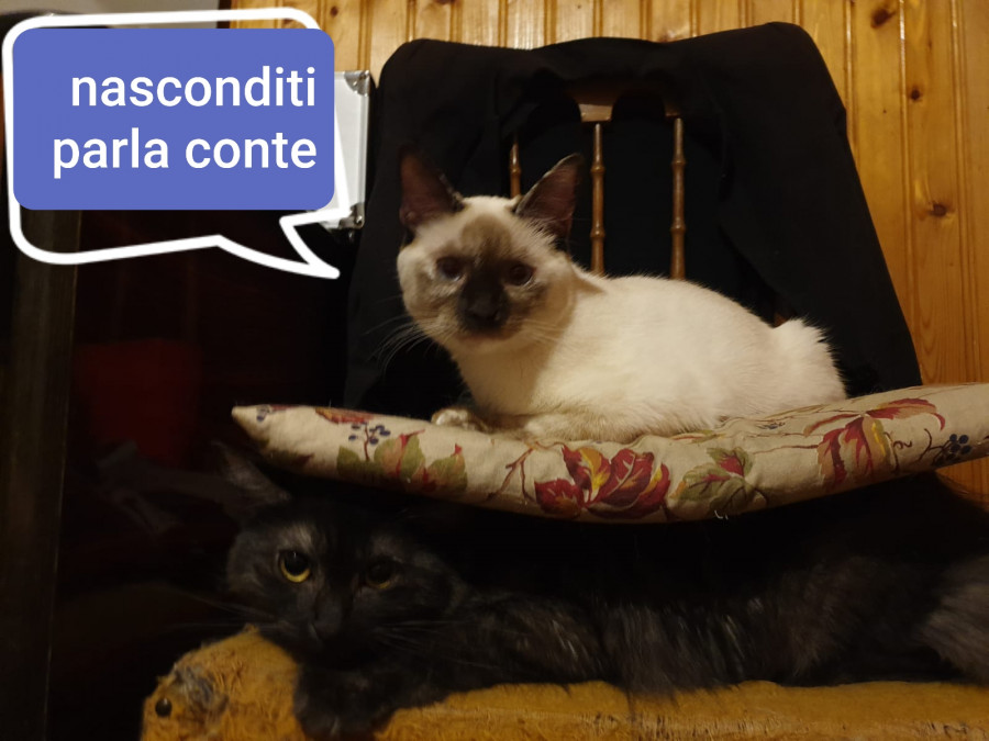 Vaccata