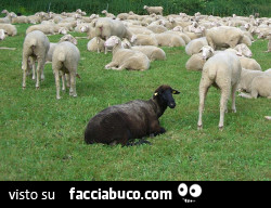 Vaccata