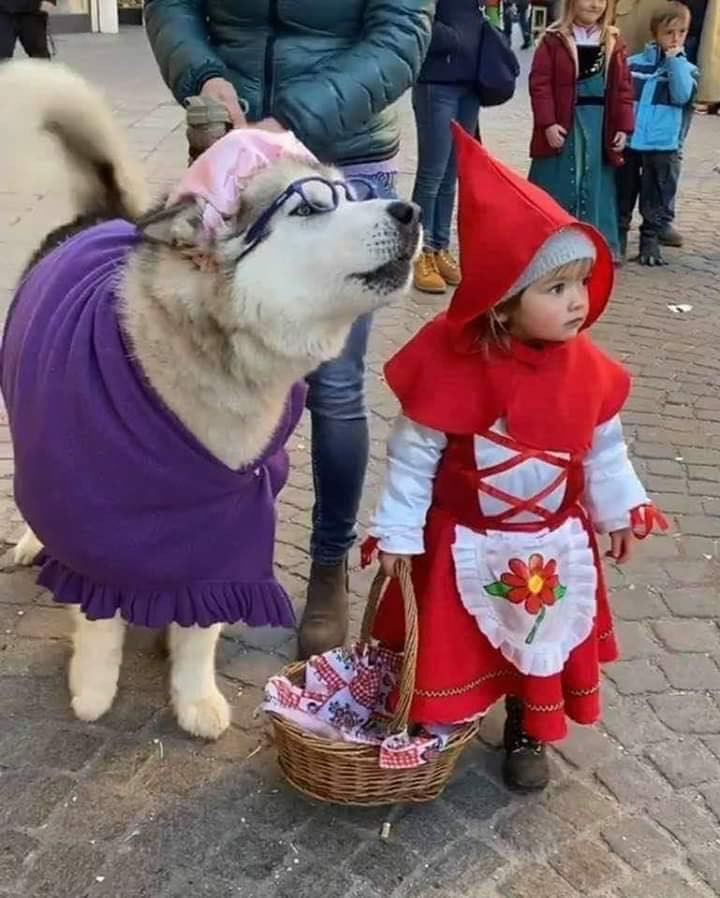 Costume nonna lupo cappuccetto rosso. I più divertenti