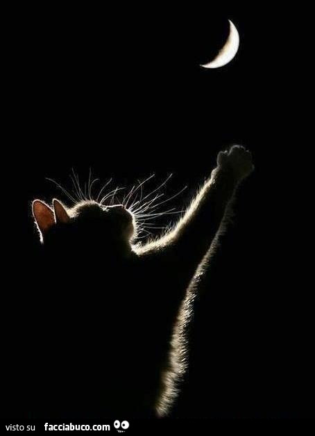 Gatto cerca di afferrare la luna