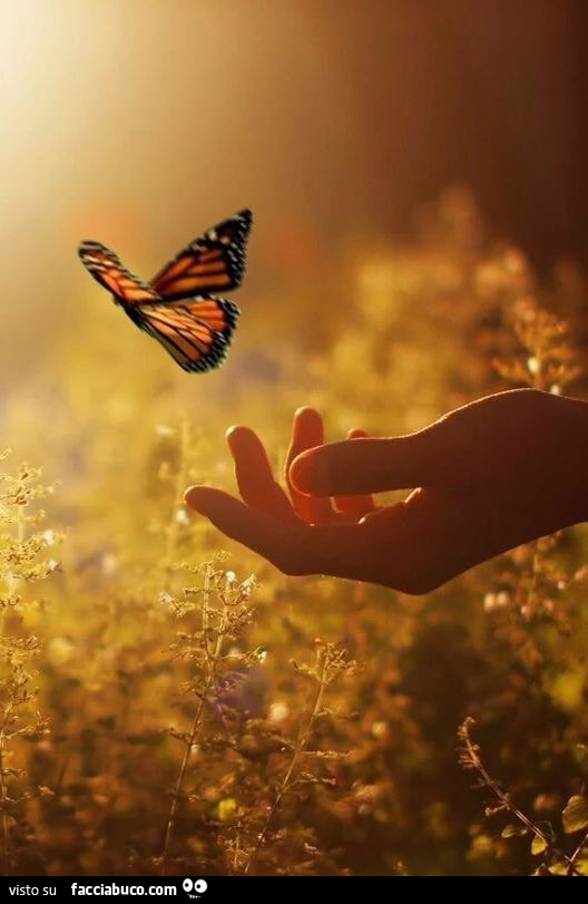Farfalla libera dalla mano