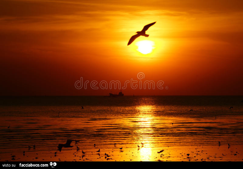 Gabbiano al tramonto