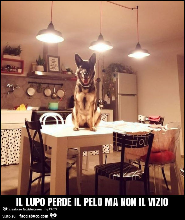 Il lupo perde il pelo ma non il vizio