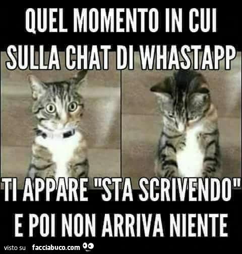 Gatti whatsapp