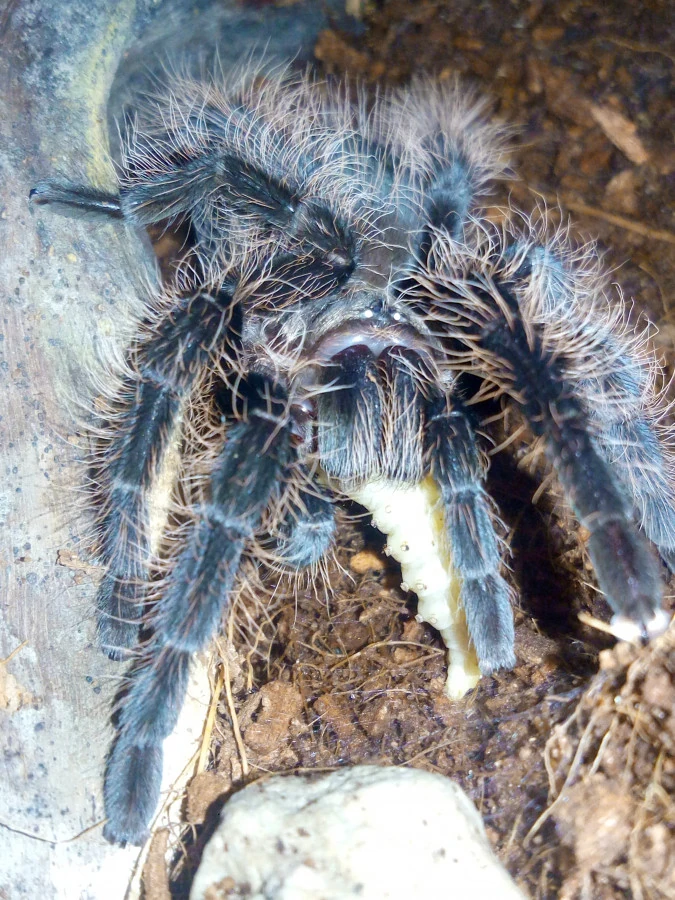 Vaccata