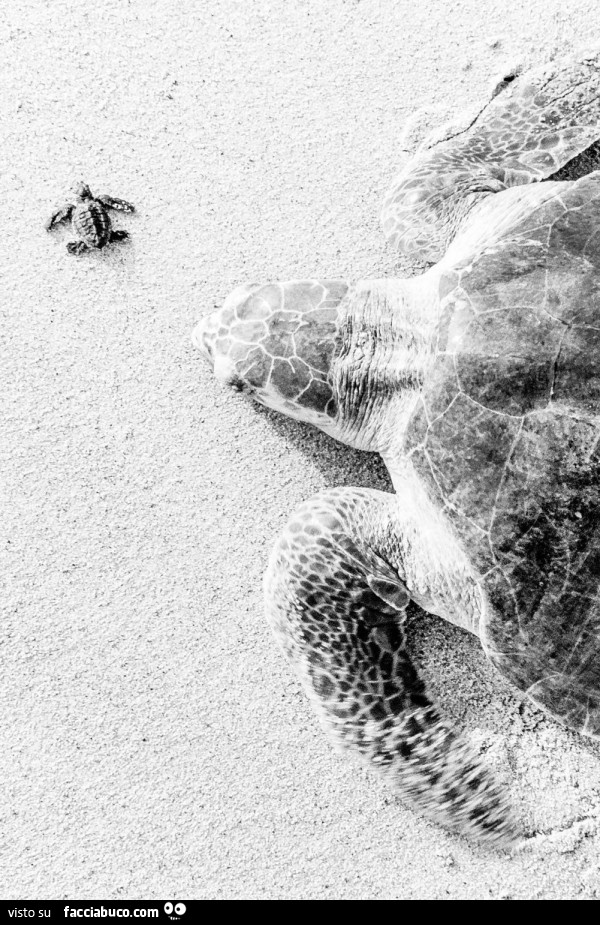 Tartaruga sulla spiaggia con la sua tartarughina