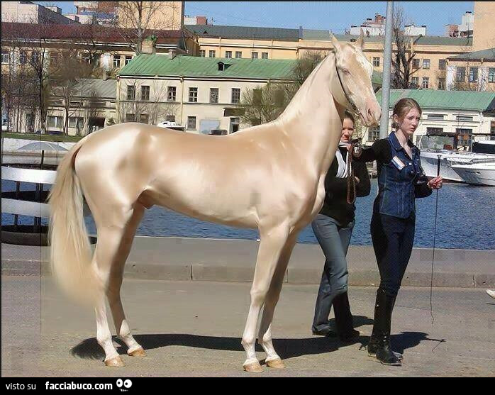 Dalla Turchia… il cavallo più bello del mondo
