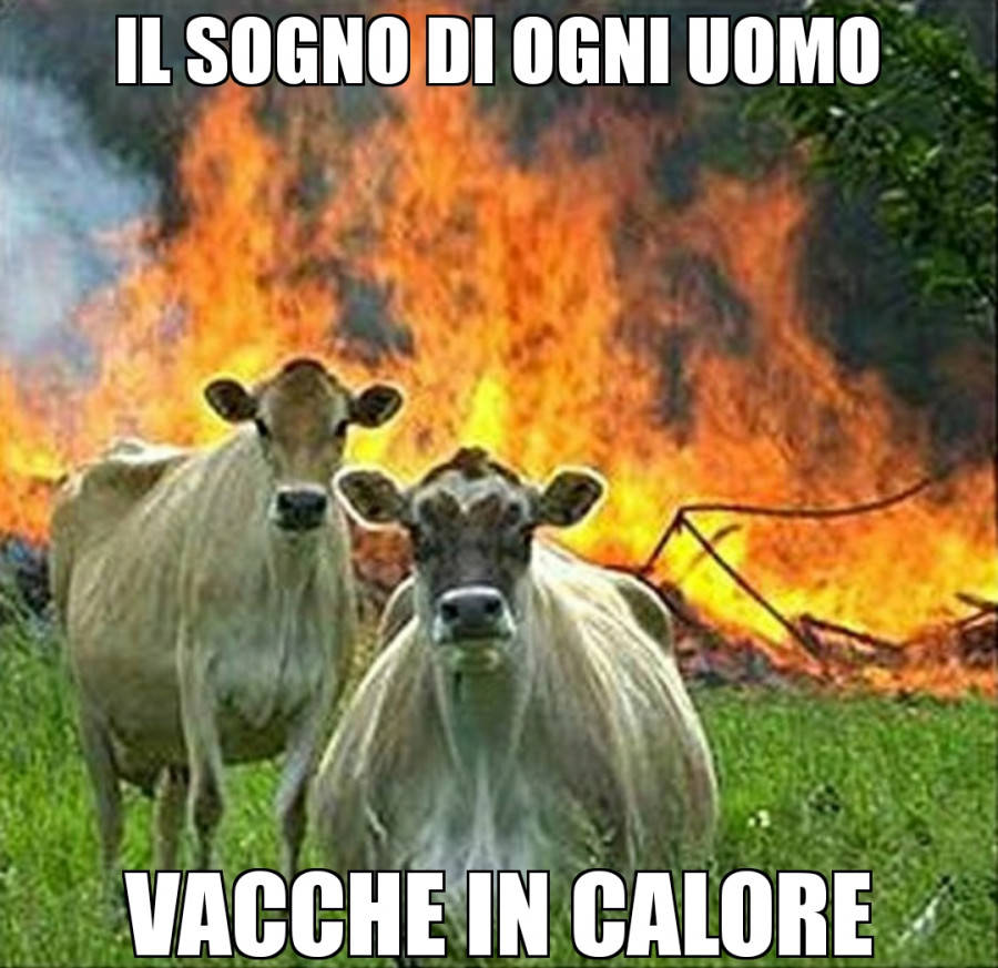 Vaccata