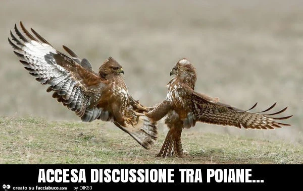 Accesa discussione tra poiane