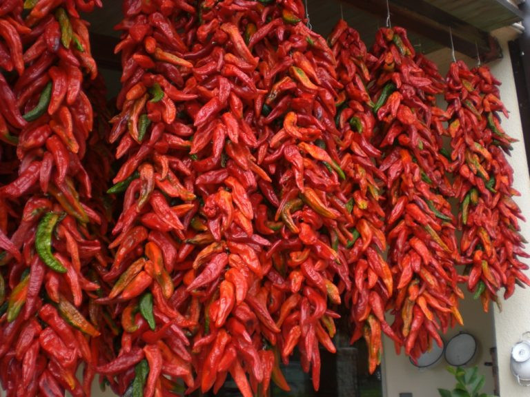 Vaccata