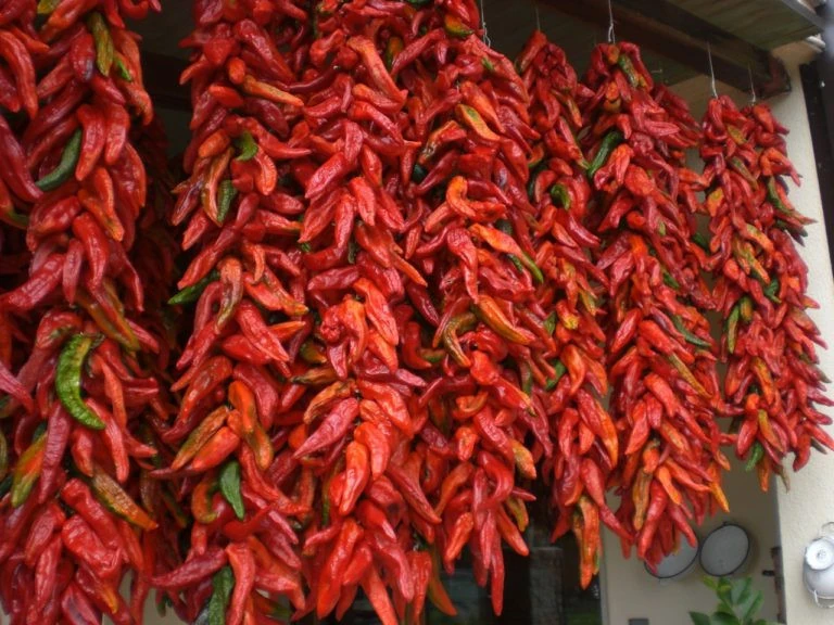 Vaccata
