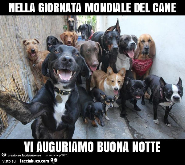 Nella giornata mondiale del cane vi auguriamo buona notte